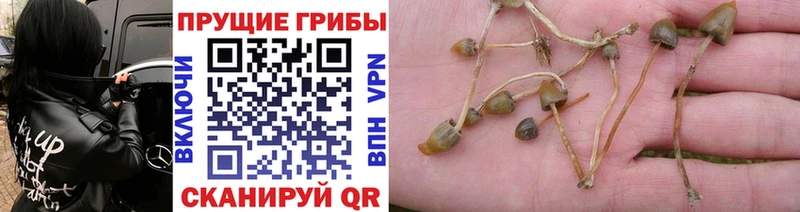 Псилоцибиновые грибы Magic Shrooms  Купить где  Данков 